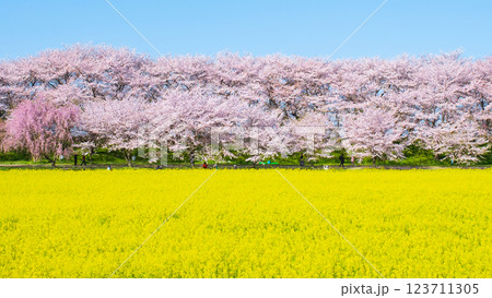 権現堂桜堤 123711305