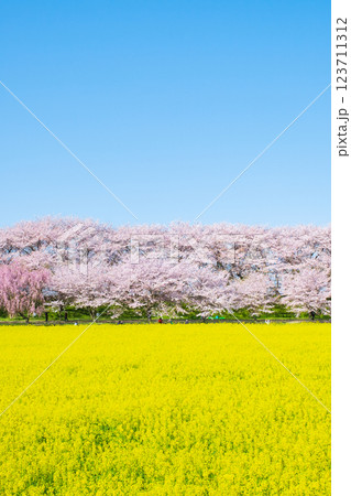 権現堂桜堤 123711312