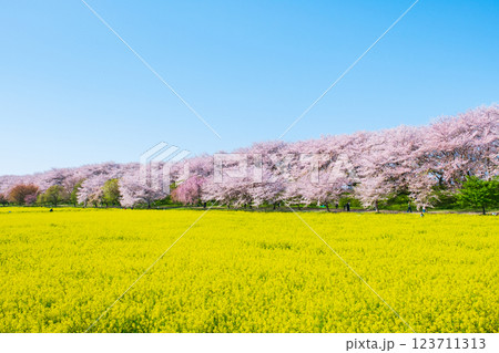 権現堂桜堤 123711313