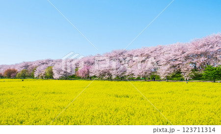 権現堂桜堤 123711314