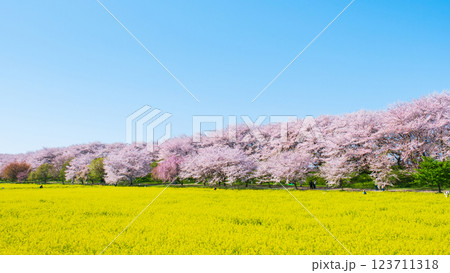 権現堂桜堤 123711318