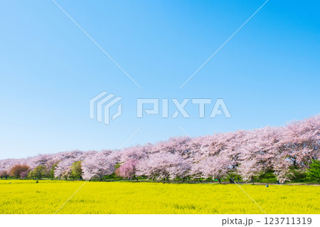 権現堂桜堤 権現堂桜堤 123711319