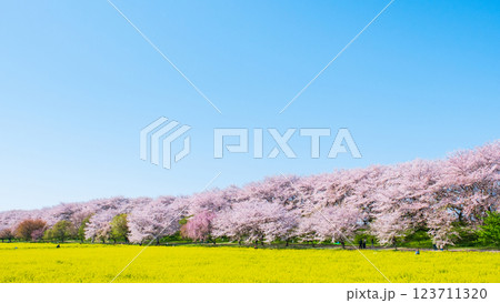 権現堂桜堤 123711320