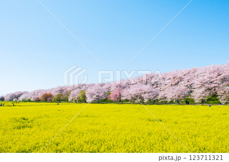 権現堂桜堤 権現堂桜堤 123711321