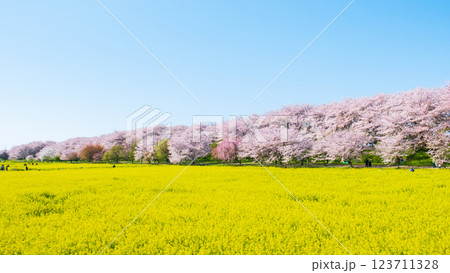 権現堂桜堤 123711328