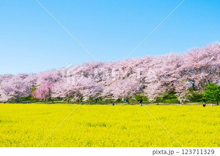 権現堂桜堤 123711329