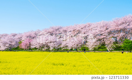 権現堂桜堤 123711330