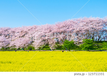 権現堂桜堤 123711331