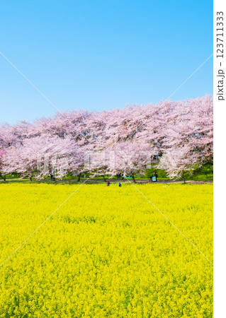 権現堂桜堤 権現堂桜堤 123711333