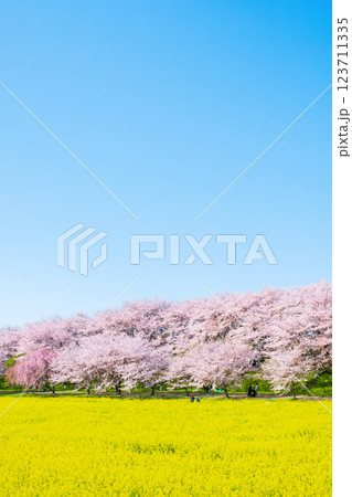 権現堂桜堤 123711335