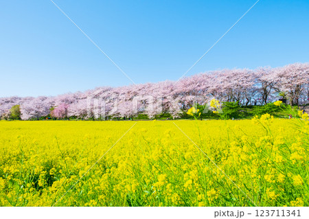 権現堂桜堤 123711341