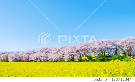 権現堂桜堤 123711344