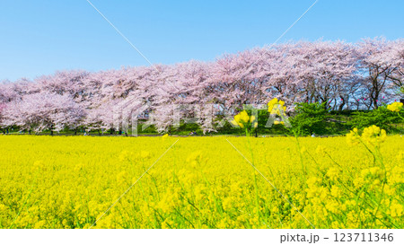 権現堂桜堤 123711346