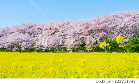 権現堂桜堤 123711348