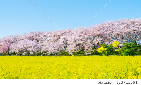 権現堂桜堤 123711361