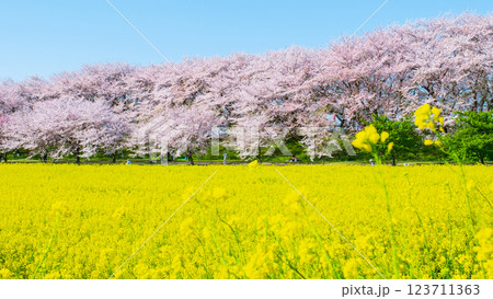 権現堂桜堤 権現堂桜堤 123711363