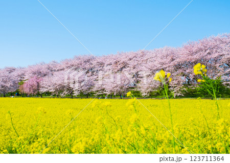 権現堂桜堤 123711364