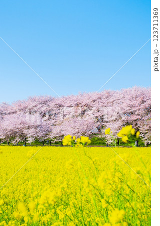 権現堂桜堤 123711369