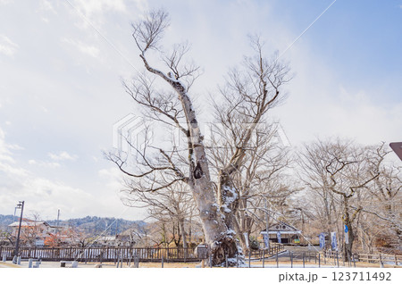 福島　棚倉城跡の大ケヤキ 123711492
