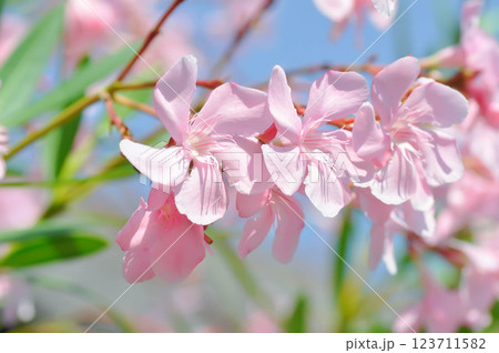 Oleander, Rose Bay or Sweet Oleander or apocynaceae or Nerium oleander L or pink flower 123711582
