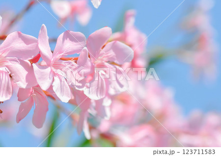 Oleander, Rose Bay or Sweet Oleander or apocynaceae or Nerium oleander L or pink flower 123711583
