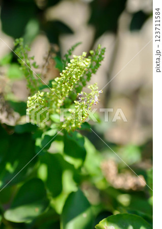 basil or holy basil , Sacred basil or Ocimum tenuiflorum L or Ocimum sanctum L or LAMIACEAE plant and flower basil or holy basil , Sacred basil or Ocimum tenuiflorum L or Ocimum sanctum L or LAMIACEAE plant and flower 123711584