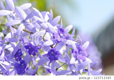 Sandpaper vine, Purple wreath or Queens wreath or purple flower Sandpaper vine, Purple wreath or Queens wreath or purple flower 123711585