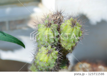 cactus , ERIOCEREUS Harrisia jusbertii or cactus or Fairytale castle or Cereus peruvianus or mammillaria 123711586