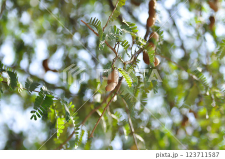 Tamarindus indica L, Indian date or Tamarind or FABACEAE or Tamarind tree and Tamarind seed Tamarindus indica L, Indian date or Tamarind or FABACEAE or Tamarind tree and Tamarind seed 123711587