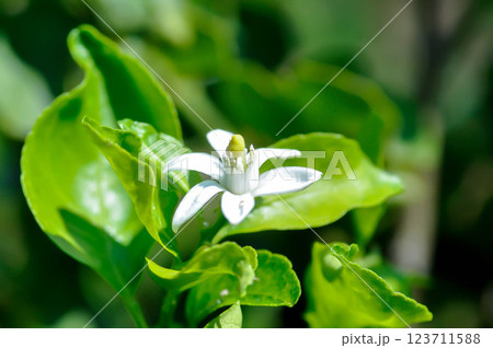 lemon tree with flower or lime tree with flower 123711588