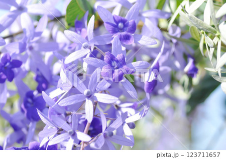 Sandpaper vine, Purple wreath or Queens wreath or purple flower Sandpaper vine, Purple wreath or Queens wreath or purple flower 123711657