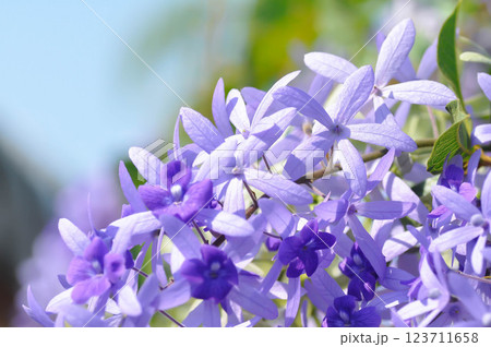 Sandpaper vine, Purple wreath or Queens wreath or purple flower 123711658