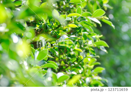 banyan tree or Ficus annulata or ficus bengalensis or leaves banyan tree or Ficus annulata or ficus bengalensis or leaves 123711659