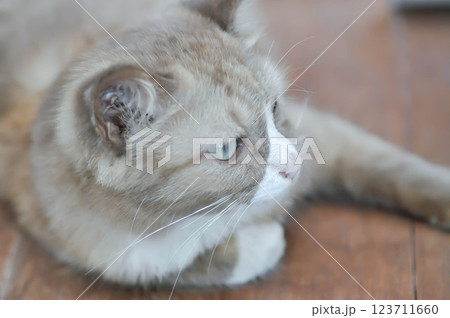 cat or grey cat or brown cat , Felis catus or Felis catus domestica cat or grey cat or brown cat , Felis catus or Felis catus domestica 123711660