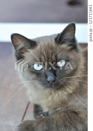 cat or grey cat or brown cat , Felis catus or Felis catus domestica 123711661
