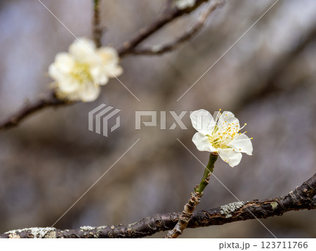 冬に咲き始めた美しい白梅【月の桂】 冬に咲き始めた美しい白梅【月の桂】 123711766