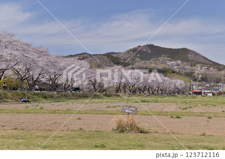 白雲なびく春うららかな日高市巾着田、満開の桜並木と日和田山を臨む 白雲なびく春うららかな日高市巾着田、満開の桜並木と日和田山を臨む 123712116