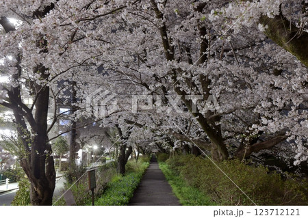 桜が満開となった入間リバーサイド桜並木を夜桜見物に訪れる 123712121