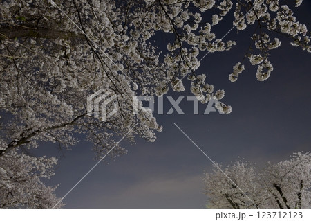 埼玉県入間市、入間リバーサイド桜並木、満開の桜が夜空に広がる 123712123