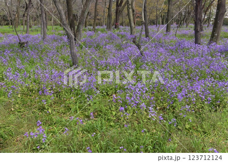 春の日高市巾着田曼殊沙華公園、秋には彼岸花で真っ赤に埋め尽くされる木陰にムラサキハナナが満開となる 春の日高市巾着田曼殊沙華公園、秋には彼岸花で真っ赤に埋め尽くされる木陰にムラサキハナナが満開となる 123712124