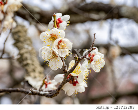 冬に咲き始めた美しい白梅【雪月花】 冬に咲き始めた美しい白梅【雪月花】 123712295