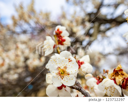冬に咲き始めた美しい白梅【雪月花】 123712297