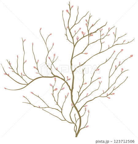 蕾のついた桜の木 123712506