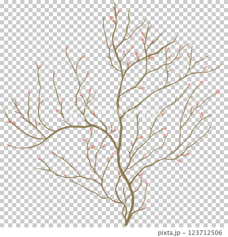 蕾のついた桜の木 123712506