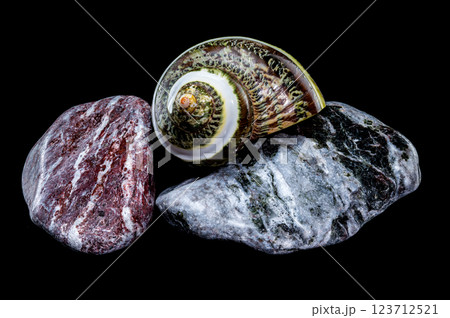 Green Jade Banded Turbo Shell on Stones black background 123712521