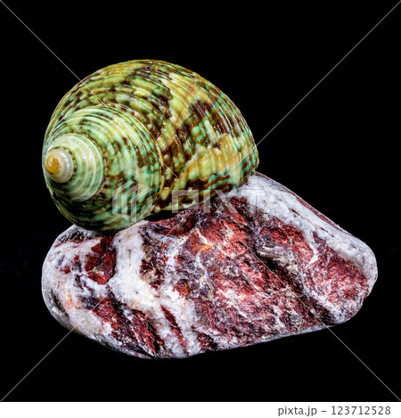 Green Jade Banded Turbo Shell on Stones black background 123712528