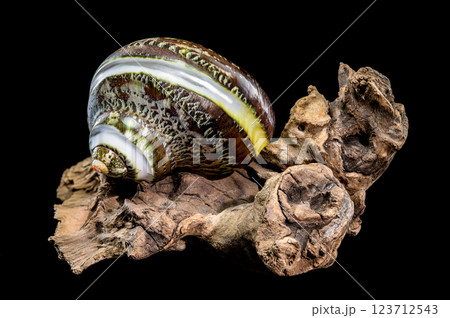 Green Jade Banded Turbo Shell on driftwood black background 123712543