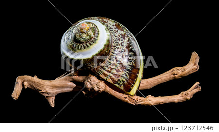 Green Jade Banded Turbo Shell on driftwood black background Green Jade Banded Turbo Shell on driftwood black background 123712546