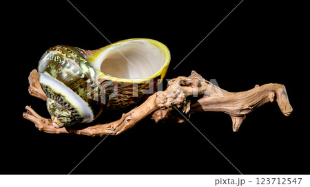 Green Jade Banded Turbo Shell on driftwood black background 123712547