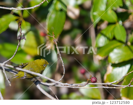 餌を見つめるメジロ 123712580
